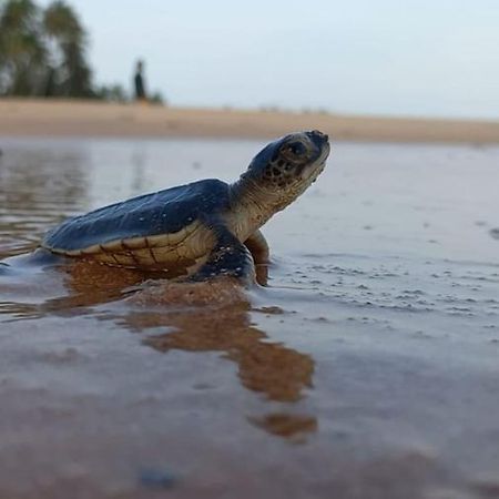 탕갈레 Turtle Watch Cabana B&B 외부 사진