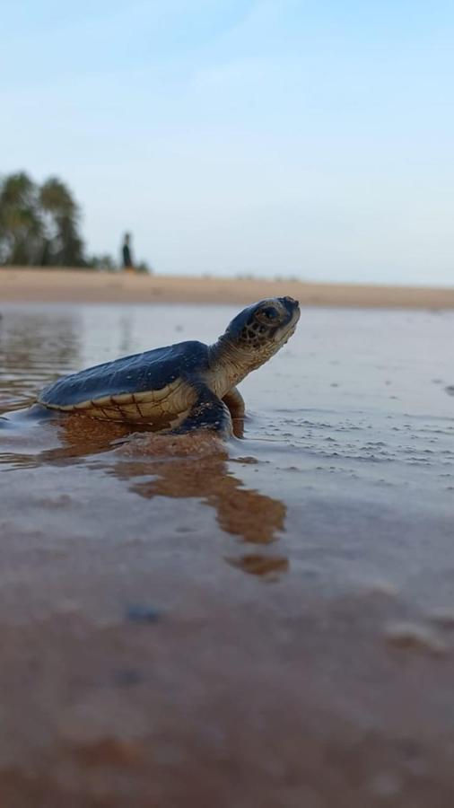 탕갈레 Turtle Watch Cabana B&B 외부 사진