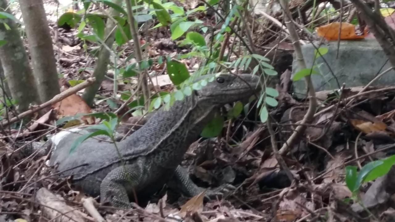 탕갈레 Turtle Watch Cabana B&B 외부 사진